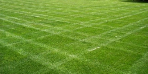 Koji je travnjak bolje posaditi u zemlji: ocjena proizvođača